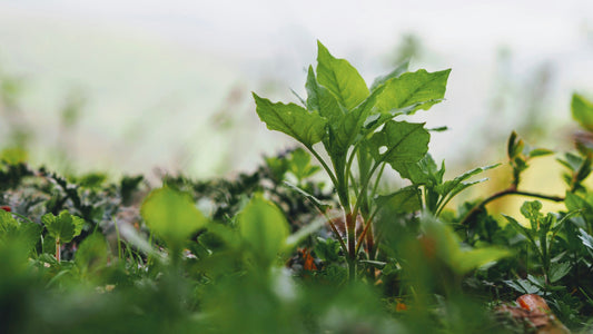 Adaptogens Explained: Nature’s Stress Fighters or Just Hype?