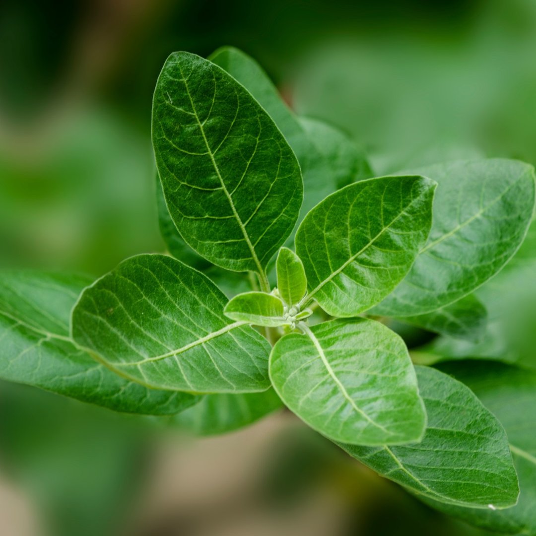 Ashwagandha