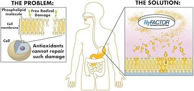 Vitamin and Mineral Propax Gold With NTFactor® - Natural Energy Booster For Chronic Fatigue - Multi-vitamin and Multi-mineral Supplement With Amino Acids, Antioxidants & Fatty Acids And More - 60 Pack