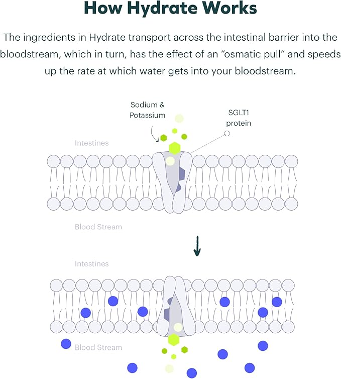 Cheers Classic Combo | Restore + Hydrate | Rehydrate & Feel Better After Drinking | DHM, L-Cysteine, B-Vitamins, Electrolytes | 12 Doses Each | Liver Support | Electrolyte Supplements